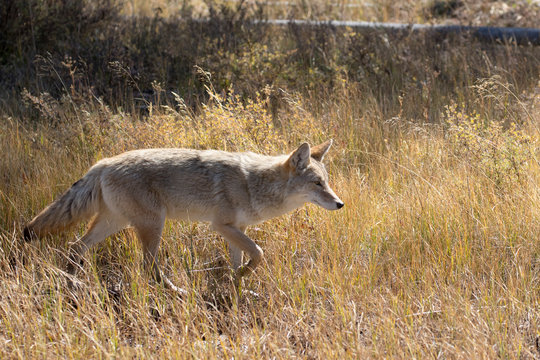 BACKLITE COYOTE IN MEADOW STOCK IMAGE