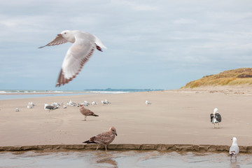 Seagulls and albatrosses by the creek on the beach