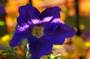 Purple touched by light