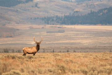BULL ELK IN SAGEBRUSH MEADOW STOCK IMAGE