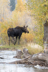 COW MOOSE IN AUTUMN COLORS STOCK IMAGE