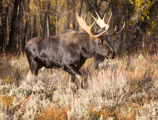 BULL MOOSE IN AUTUMN COLORS STOCK IMAGE