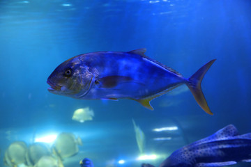Tuna fish swimming in clear aquarium water