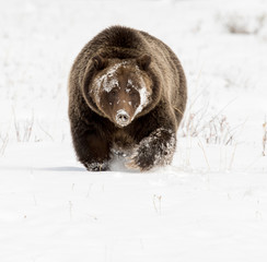 GRIZZLY BEAR IN SNOW STOCK IMAGE
