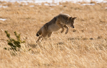 COYOTE IN DEEP GRASS STOCK IMAGE