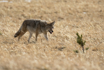 COYOTE IN DEEP GRASS STOCK IMAGE
