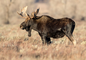 BULL MOOSE IN AUTUMN COLORS STOCK IMAGE