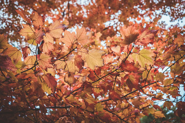 A tree with vivid Autumn colors