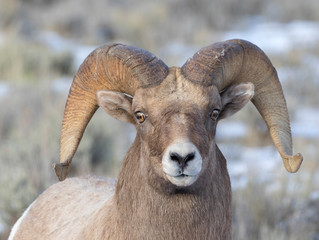 BIGHORN SHEEP IN MEADOW STOCK IMAGE