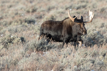 BULL MOOSE IN AUTUMN COLORS STOCK IMAGE