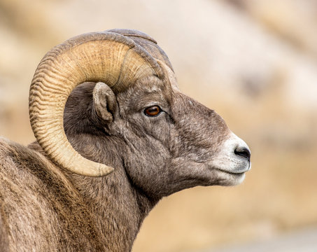 BIGHORN SHEEP IN MEADOW STOCK IMAGE