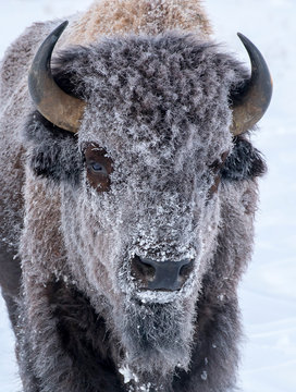 HOAR FROST ON BISON STOCK IMAGE
