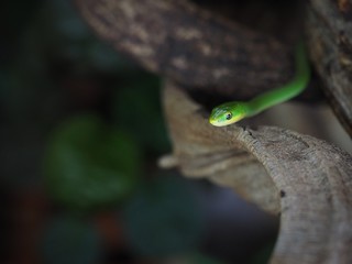 green snake on tree