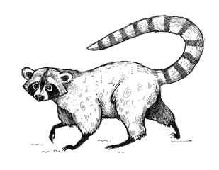 Illustration with ink drawn raccoon. Hand made graphic drawing.