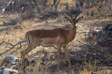 Impala watching in Krueger National Park