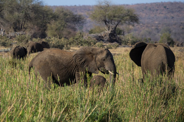 African elephants grazing in Krueger National Park