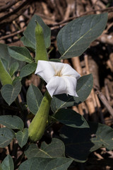 Downy Thorn Apple in South Africa