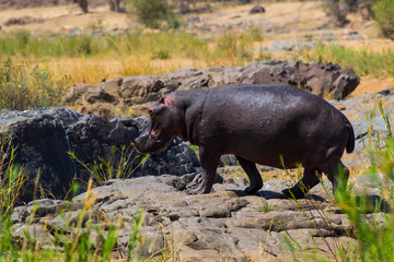 Hippo heading to river in Krueger National Park