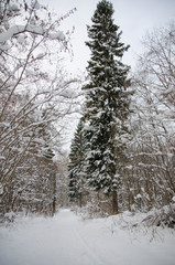 walk through the winter snow-covered forest