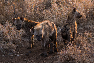 Spotted hyena group in Krueger National Park
