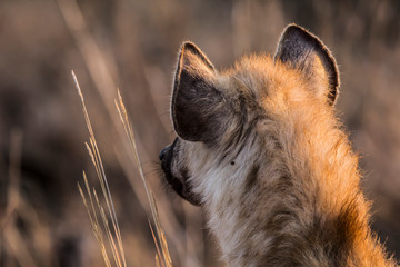 Spotted hyena watching in Krueger National Park