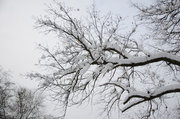 Fototapeta na wymiar walk through the winter snow-covered forest