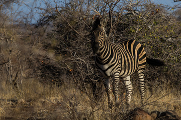 Plains zebra in Krueger National Park
