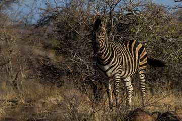 Obraz premium Plains zebra in Krueger National Park