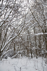 walk through the winter snow-covered forest
