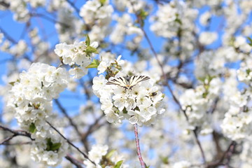 white butterfly sitting on a branch of a blossoming spring tree