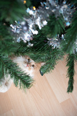 curious playful ginger white maine coon cat lying under the christmas tree looking up