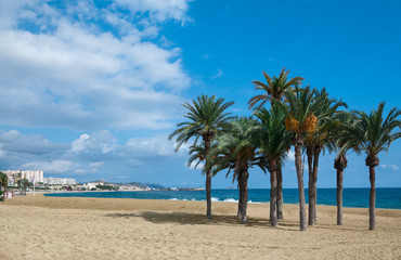 Fototapeta na wymiar Group of coconut palms on a sandy beach of spanish coastline.