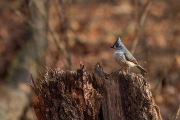 Tufted titmouse on scraggly stump