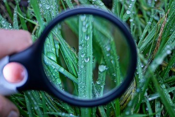 one large round magnifier magnifies green grass with water drops on plants in nature