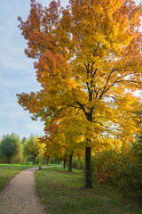Beautiful colorful autumn tree in a park on a sunny day
