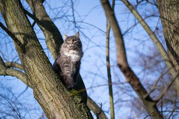 blue tabby white maine coon cat sitting on bare tree outdoors in nature observing the garden on a sunny winter day