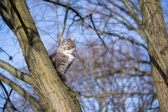 blue tabby white maine coon cat sitting on bare tree outdoors in nature observing the garden on a sunny winter day