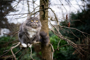blue tabby white maine coon cat climbing on tree outdoors in nature looking curiously