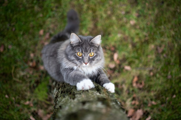 curious blue tabby white maine coon cat climbing up a birch tree outdoors in nature looking up