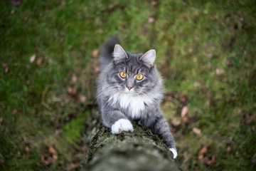 Naklejka na ściany i meble curious blue tabby white maine coon cat climbing up a birch tree outdoors in nature looking at camera
