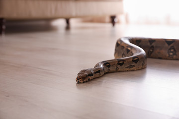 Brown boa constrictor crawling on floor in room