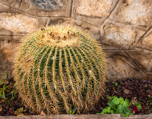 Cactus in the garden. Round cactus plant. Garden wall in the background.