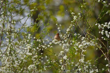 Eurasian bullfinch during early spring with blooming damsons in Estonia
