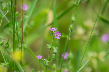 Wild Cranesbill Flowers in Bloom in Springtime
