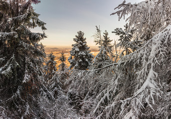 schnbedeckte Bäume mit Sonnenuntergang