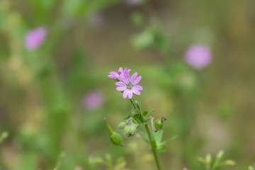 Wild Cranesbill Flowers in Bloom in Springtime