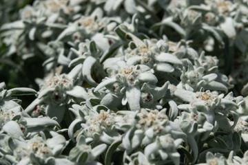 Edelweiss Flowers in Bloom in Summer