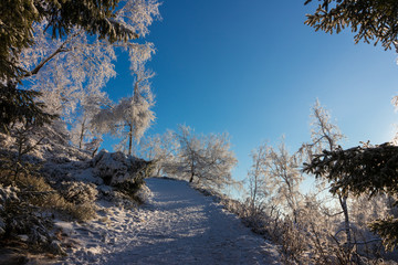 Wanderweg Tannenberg, jedlová,