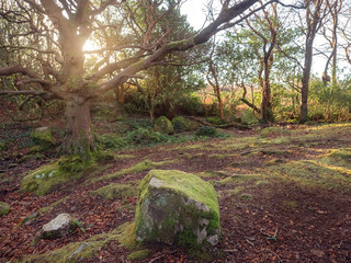 Unique tree in Barna woods, Galway city, Ireland. Warm sunset light, nobody. The ground is covered with fallen leafs.