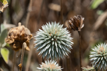 Great Globe Thistle Flowers in Summer